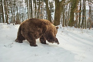  медведь