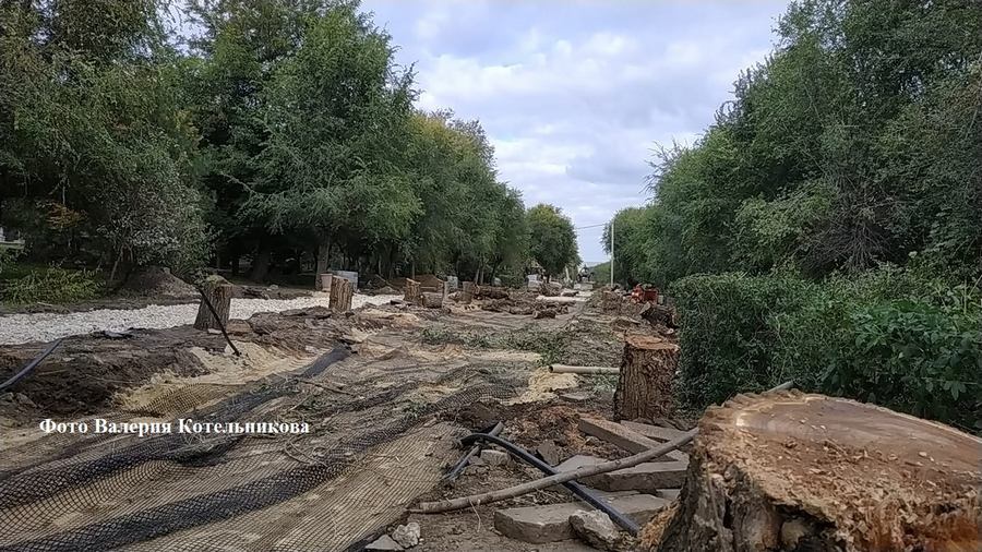  Волгоград рубят деревья